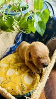 Honeycrisp AKC GOLDEN RETRIEVER, a female Golden Retriever for sale in Inman, SC – 2 of 10