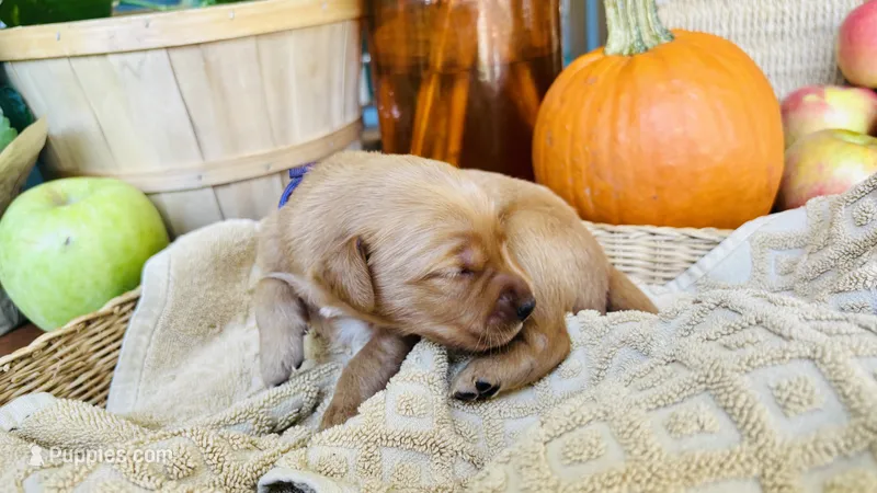 Sugar Plum AKC GOLDEN RETRIEVER – Golden Retriever puppy for sale in Inman, SC