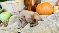 Sugar Plum AKC GOLDEN RETRIEVER, a female Golden Retriever for sale in Inman, SC – 1 of 10