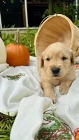 Pumpkin, AKC FIELD GOLDEN RETRIEVER PUREBRED, a female Golden Retriever for sale in Inman, SC – 7 of 9