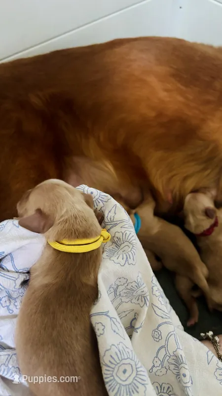 Honeycrisp – Golden Retriever puppy for sale in Inman, SC