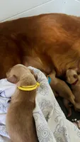Honeycrisp, a female Golden Retriever for sale in Inman, SC – 1 of 4