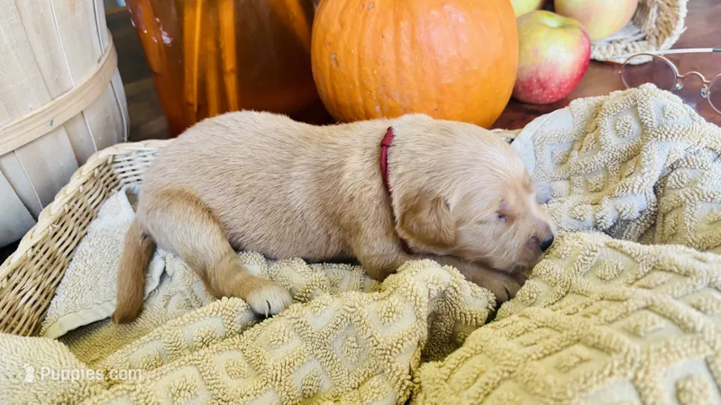 Sweet Potato – Golden Retriever puppy for sale in Inman, SC