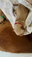 Cranberry, a female Golden Retriever for sale in Inman, SC – 3 of 5