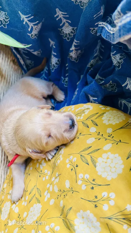 Cranberry – Golden Retriever puppy for sale in Inman, SC