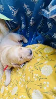 Cranberry- AKC golden retriever, a female Golden Retriever for sale in Inman, SC – 2 of 7
