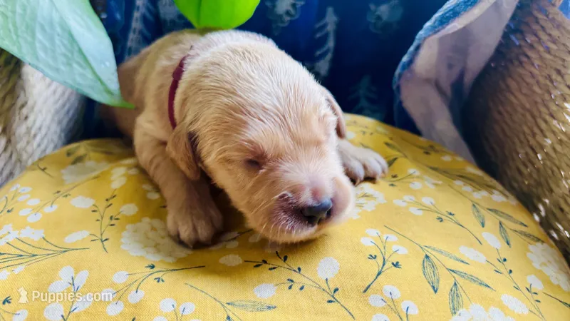 Sweet Potato – Golden Retriever puppy for sale in Inman, SC