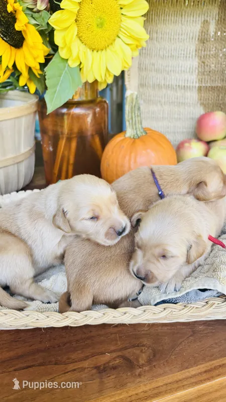 Cranberry- AKC golden retriever – Golden Retriever puppy for sale in Inman, SC