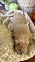 Tinsel AKC GOLDEN RETRIEVER, a female Golden Retriever for sale in Inman, SC – 6 of 10