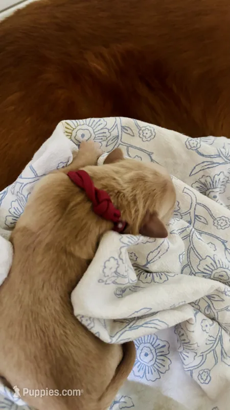 Sweet Potato – Golden Retriever puppy for sale in Inman, SC