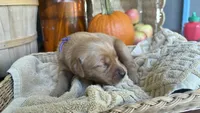 Sugar Plum AKC GOLDEN RETRIEVER, a female Golden Retriever for sale in Inman, SC – 5 of 10