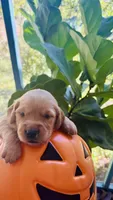 Silver Girl, a female Golden Retriever for sale in Inman, SC – 3 of 9