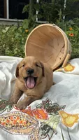 Purebred AKC FIELD GOLDEN RETRIEVER SULLIVAN , a male Golden Retriever for sale in Inman, SC – 1 of 6