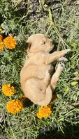 Orange Girl, a female Golden Retriever for sale in Inman, SC – 2 of 7