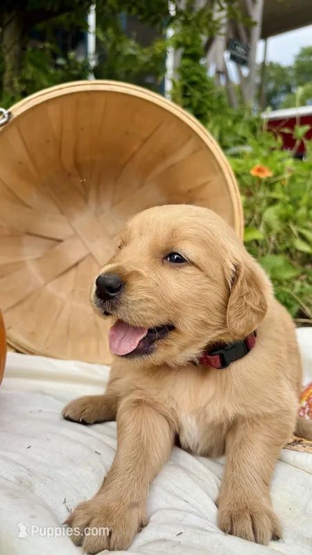 Fig – Golden Retriever puppy for sale in Inman, SC