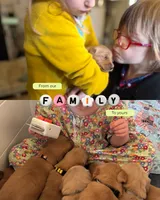 Maroon Girl, a female Golden Retriever for sale in Inman, SC – 3 of 6