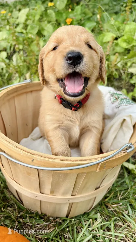 Apple – Golden Retriever puppy for sale in Inman, SC