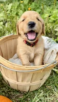 Apple, AKC FIELD GOLDEN PUREBRED, a female Golden Retriever for sale in Inman, SC – 1 of 9