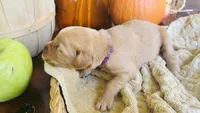 Sugar Plum AKC GOLDEN RETRIEVER, a female Golden Retriever for sale in Inman, SC – 4 of 10