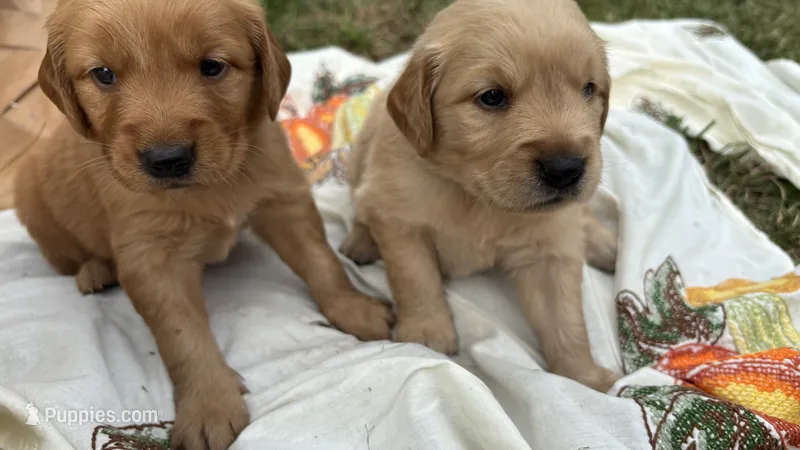 PUREBRED AKC FIELD GOLDEN RETRIEVER- Freya – Golden Retriever puppy on hold in Inman, SC