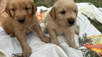 PUREBRED AKC FIELD GOLDEN RETRIEVER- Freya, a female Golden Retriever for sale in Inman, SC – 1 of 5