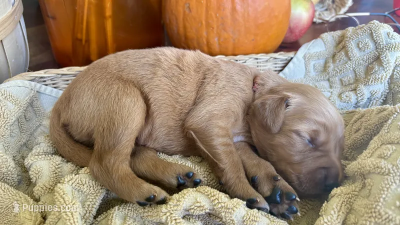 Dolly – Golden Retriever puppy for sale in Inman, SC