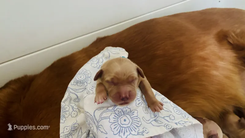 Tinsel – Golden Retriever puppy for sale in Inman, SC