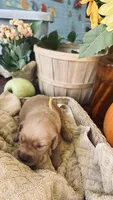 Honeycrisp AKC GOLDEN RETRIEVER, a female Golden Retriever for sale in Inman, SC – 5 of 10