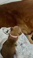 Dolly, a female Golden Retriever for sale in Inman, SC – 2 of 4
