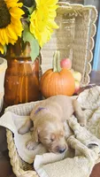 Sugar Plum AKC GOLDEN RETRIEVER, a female Golden Retriever for sale in Inman, SC – 7 of 10