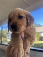 Pumpkin, a female Golden Retriever for sale in Inman, SC – Photo 5 of 6