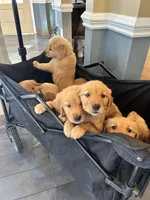 Pumpkin, a female Golden Retriever for sale in Inman, SC – Photo 6 of 6
