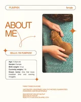 Pumpkin, a female Golden Retriever for sale in Inman, SC – Photo 1 of 6