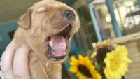 Tinsel AKC GOLDEN RETRIEVER, a female Golden Retriever for sale in Inman, SC – 1 of 10