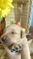 Chestnut- AKC Golden Retriever, a female Golden Retriever for sale in Inman, SC – 2 of 9