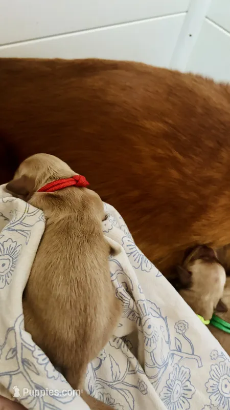 Cranberry – Golden Retriever puppy for sale in Inman, SC