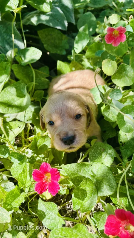 Maroon Girl – Golden Retriever puppy for sale in Inman, SC