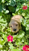 Maroon Girl, a female Golden Retriever for sale in Inman, SC – 1 of 6
