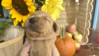 Tinsel AKC GOLDEN RETRIEVER, a female Golden Retriever for sale in Inman, SC – 5 of 10