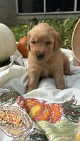 Purebred AKC FIELD GOLDEN RETRIEVER SULLIVAN , a male Golden Retriever for sale in Inman, SC – 2 of 6