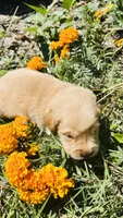 Orange Girl, a female Golden Retriever for sale in Inman, SC – 1 of 7