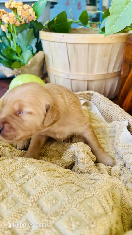 Chestnut- AKC Golden Retriever – Golden Retriever puppy for sale in Inman, SC