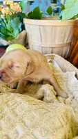 Chestnut- AKC Golden Retriever, a female Golden Retriever for sale in Inman, SC – 1 of 9