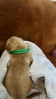 Sage, a male Golden Retriever for sale in Inman, SC – 2 of 3