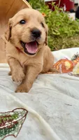 Fig, AKC FIELD GOLDEN PUREBRED, a female Golden Retriever for sale in Inman, SC – 2 of 8