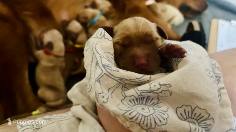 Sugar Plum – Golden Retriever puppy for sale in Inman, SC