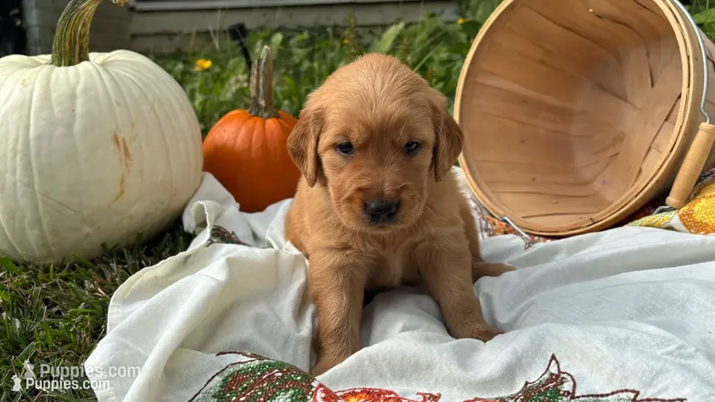 Bella – Golden Retriever puppy on hold in Inman, SC