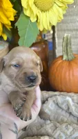 Honeycrisp AKC GOLDEN RETRIEVER, a female Golden Retriever for sale in Inman, SC – 6 of 10