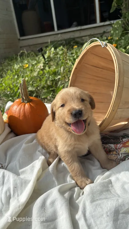 AKC Field Golden Sage – Golden Retriever puppy on hold in Inman, SC