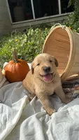 AKC Field Golden Sage, a male Golden Retriever for sale in Inman, SC – 1 of 5